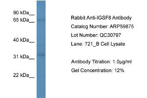 WB Suggested Anti-IGSF8  Antibody Titration: 0. (IGSF8 anticorps  (Middle Region))