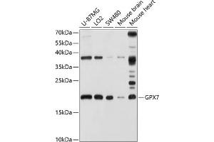 Western blot analysis of extracts of various cell lines, using GPX7 antibody (ABIN6127981, ABIN6141374, ABIN6141375 and ABIN6220416) at 1:1000 dilution. (Glutathione Peroxidase 7 anticorps  (AA 20-187))