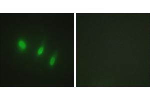 Peptide - +Western blot analysis of extracts from K562 cells, using FOXO4 (Ab-451) antibody. (FOXO4 anticorps)