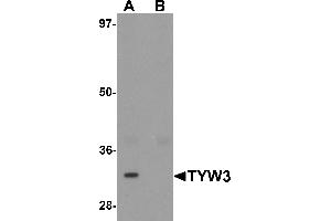 Western blot analysis of TYW3 in A549 cell lysate with TYW3 antibody at 1 µg/mL in (A) the absence and (B) the presence of blocking peptide. (TYW3 anticorps  (Middle Region))