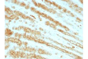Formalin-fixed, paraffin-embedded Rat Stomach stained with Cytokeratin, pan Monoclonal Antibody cocktail (KRTL/1077 + KRTH/1076). (KRT77, KRT76 anticorps)