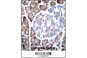 UROC1 Antibody immunohistochemistry analysis in formalin fixed and paraffin embedded human pancreas tissue followed by peroxidase conjugation of the secondary antibody and DAB staining. (UROC1 anticorps  (AA 402-430))
