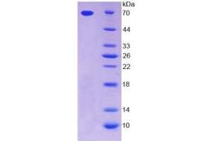 SDS-PAGE of Protein Standard from the Kit  (Highly purified E. (Thrombopoietin Kit ELISA)