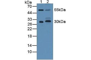 Figure. (CD200 anticorps  (AA 31-232))