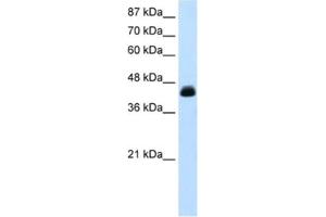 Western Blotting (WB) image for anti-Transcription Elongation Factor A (SII), 3 (TCEA3) antibody (ABIN2460722) (TCEA3 anticorps)