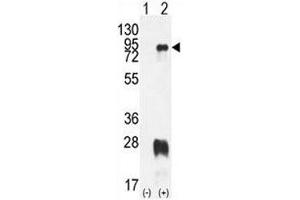 Western blot analysis of PRMT7 antibody and 293 cell lysate either nontransfected (Lane 1) or transiently transfected with the PRMT7 gene (2). (PRMT7 anticorps  (AA 1-30))