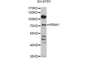 Western blot analysis of extracts of SH-SY5Y cells, using NR4A1 antibody (ABIN6293398) at 1:1000 dilution. (NR4A1 anticorps)