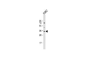 Anti-LYL1 Antibody (C-Term) at 1:2000 dilution + K562 whole cell lysate Lysates/proteins at 20 μg per lane.