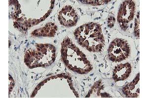 Image no. 9 for anti-CoA Synthase (COASY) antibody (ABIN1497556) (COASY anticorps)