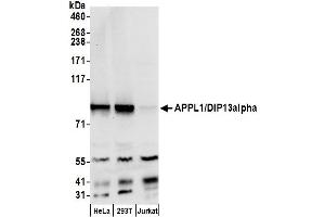 Western Blotting (WB) image for anti-Adaptor Protein, phosphotyrosine Interaction, PH Domain and Leucine Zipper Containing 1 (APPL1) (AA 659-709) antibody (ABIN7449968)