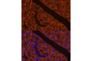 Immunofluorescence analysis of mouse pancreas using CELA antibody (ABIN7266397) at dilution of 1:100.
