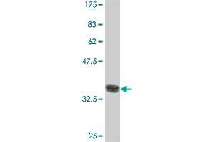 Western Blot detection against Immunogen (36.