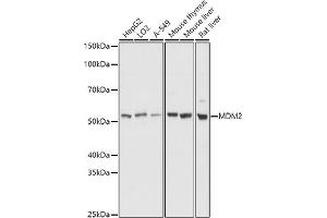 Western blot analysis of extracts of various cell lines, using MDM2 antibody (ABIN6133186, ABIN6143671, ABIN6143672 and ABIN6217278) at 1:1000 dilution.