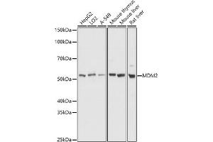 Western blot analysis of extracts of various cell lines, using MDM2 antibody (ABIN6133186, ABIN6143671, ABIN6143672 and ABIN6217278) at 1:1000 dilution. (MDM2 anticorps  (AA 200-430))