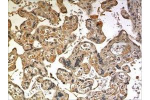 Immunohistochemistry (IHC) image for anti-Cysteine Rich Transmembrane BMP Regulator 1 (Chordin-Like) (CRIM1) (AA 35-939) antibody (ABIN1983112)