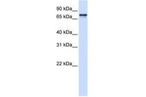Image no. 1 for anti-Signal Recognition Particle 68kDa (SRP68) (AA 36-85) antibody (ABIN6740693) (SRP68 anticorps  (AA 36-85))