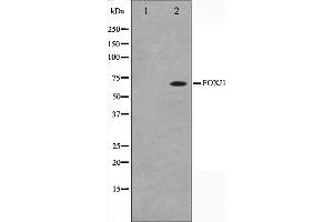 Western blot analysis on LOVO cell lysate using FOXJ1 Antibody,The lane on the left is treated with the antigen-specific peptide.