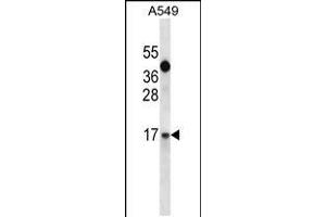 IGF1 Antibody (C-term) (ABIN658020 and ABIN2837861) western blot analysis in A549 cell line lysates (35 μg/lane). (IGF1 anticorps  (C-Term))