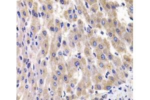 Immunohistochemistry of paraffin-embedded Rat liver using RPL14 Polyclonal Antibody at dilution of 1:100 (40x lens). (RPL14 anticorps)