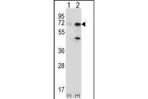 Western blot analysis of USP2 (arrow) using rabbit polyclonal USP2 Antibody (T22) (ABIN388877 and ABIN2839170). (USP2 anticorps  (N-Term))
