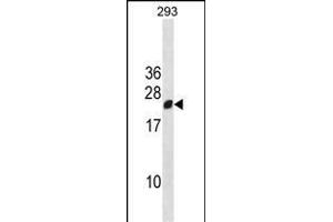 RGS13 Antibody (Center) (ABIN1881748 and ABIN2838418) western blot analysis in 293 cell line lysates (35 μg/lane). (RGS13 anticorps  (AA 61-90))