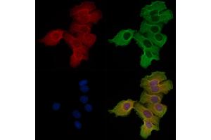 ABIN6256882 and ABIN6274575 staining Hela cells by IF/ICC. (Serotonin Receptor 4 anticorps  (C-Term))