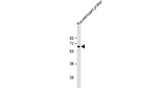 Anti-KLF4 Antibody at 1:4000 dilution + Recombincant protein lysate Lysates/proteins at 20 μg per lane. (KLF4 anticorps)