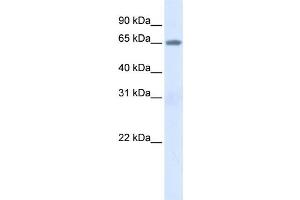 Western Blotting (WB) image for anti-Albumin (ALB) antibody (ABIN2458602) (Albumin anticorps)