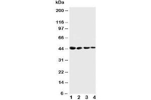 Western blot testing of Cystathionase antibody and Lane 1:  SMMC-7721;  2: HT180;  3: HeLa;  4: U87 cell lysate