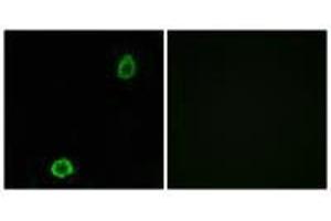 Immunofluorescence analysis of A549 cells, using ABCA13 antibody. (ABCA13 anticorps)