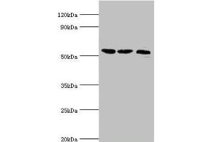 Western blot All lanes: Histone-lysine N-methyltransferase SMYD1 antibody at 2 μg/mL Lane 1: Mouse heart tissue Lane 2: 293T whole cell lysate Lane 3: Mouse skeletal muscle tissue Secondary Goat polyclonal to rabbit IgG at 1/10000 dilution Predicted band size: 57 kDa Observed band size: 57 kDa (SMYD1 anticorps  (AA 1-350))