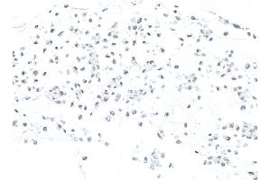 Immunocytochemistry (ICC) image for anti-Mismatch Repair Protein 2 (MSH2) (AA 625-675) antibody (ABIN7453978)