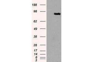 Western Blotting (WB) image for anti-Prominin 2 (PROM2) antibody (ABIN1500436) (Prominin 2 anticorps)
