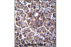 DDIT4 Antibody (C-term) (ABIN652188 and ABIN2840691) immunohistochemistry analysis in formalin fixed and paraffin embedded human pancreas tissue followed by peroxidase conjugation of the secondary antibody and DAB staining.