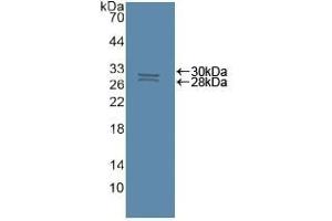 Detection of Recombinant CASP8, Human using Polyclonal Antibody to Caspase 8 (CASP8)