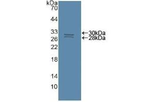 Detection of Recombinant CASP8, Human using Polyclonal Antibody to Caspase 8 (CASP8) (Caspase 8 anticorps  (AA 7-201))