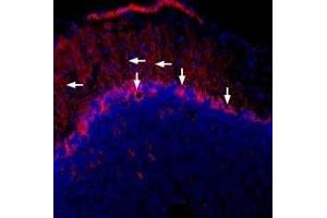 Expression of Connexin-43 in mouse brain - Immunohistochemical staining of frozen mouse cerebellum free floating sections using Guinea pig Anti-Connexin-43 Antibody (ABIN7043199, ABIN7045438 and ABIN7045439).