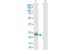 Western Blot analysis of MSRA expression in transfected 293T cell line by MSRA MaxPab polyclonal antibody. (MSRA anticorps  (AA 1-235))