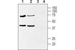 Western blot analysis of rat heart (lanes 1 and 3) and rat hippocampus (lanes 2 and 4) lysate: - 1,2. (KCNIP2 anticorps  (Cytosolic, N-Term))
