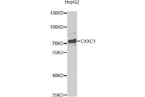 Western blot analysis of extracts of HepG2 cells, using CXXC1 antibody. (CXXC1 anticorps)