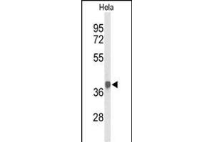 Western blot analysis of PDHA1 Antibody (Center) (ABIN653604 and ABIN2842968) in Hela cell line lysates (35 μg/lane). (PDHA1 anticorps  (AA 226-255))