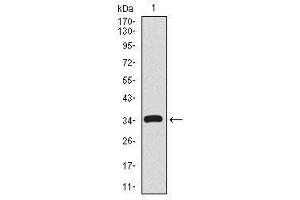 Image no. 2 for anti-CD59 (CD59) antibody (ABIN1491388) (CD59 anticorps)