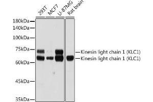 Western blot analysis of extracts of various cell lines, using Kinesin light chain 1 (Kinesin light chain 1 (KLC1)) antibody (ABIN7268139) at 1:1000 dilution. (KLC1 anticorps)