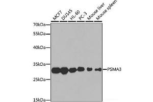 Western blot analysis of extracts of various cell lines using PSMA3 Polyclonal Antibody at dilution of 1:1000. (PSMA3 anticorps)