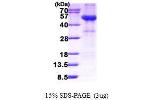 SDS-PAGE (SDS) image for alpha-2-HS-Glycoprotein (AHSG) (AA 19-367) protein (His tag) (ABIN7280246)