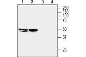 Western blot analysis of mouse brain membranes (lanes 1 and 3) and rat hippocampus lysate (lanes 2 and 4): - 1,2.