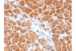 Formalin-fixed, paraffin-embedded human Pancreas stained with Clathrin, LC Monoclonal Antibody (SPM174). (CLTA/CLTB anticorps  (N-Term))