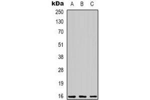Western blot analysis of C/EBP gamma expression in Jurkat (A), Hela (B), RAW264. (CEBPG anticorps)