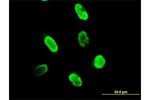 Immunofluorescence of purified MaxPab antibody to SUMO3 on HeLa cell. (SUMO3 anticorps  (AA 1-103))