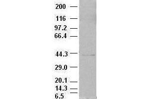 EpCAM antibody (2G1) at 1:500 dilution + MCF7 cell lysate (EpCAM anticorps  (AA 24-265))